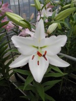 [1810 Millesimo No01.JPG]